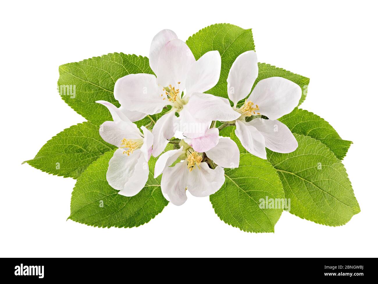 apple flower isolated on white background with clipping path Stock Photo Alamy