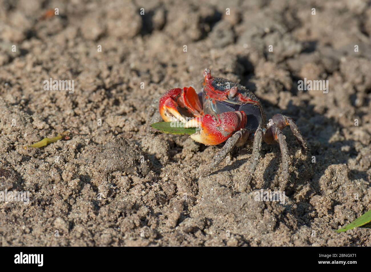 Marsh crab (Neosarmatium meinerti) collectiing mangrove tree leaves and carrying to its hole, Morombe, Madagascar Stock Photo
