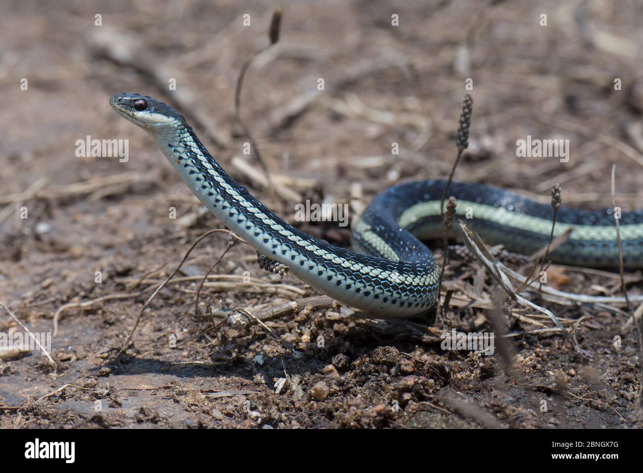 Lateral water snake (Bibilava lateralis) near Tsaranoro massif, Andringitra NP, Madagascar Stock Photo