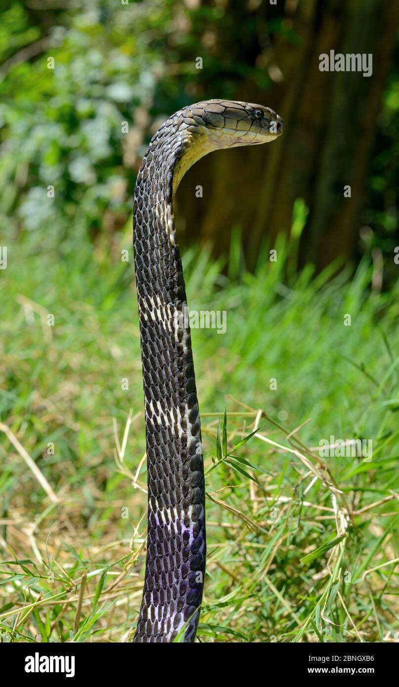 King cobra (Ophiophagus hannah) Thailand Stock Photo