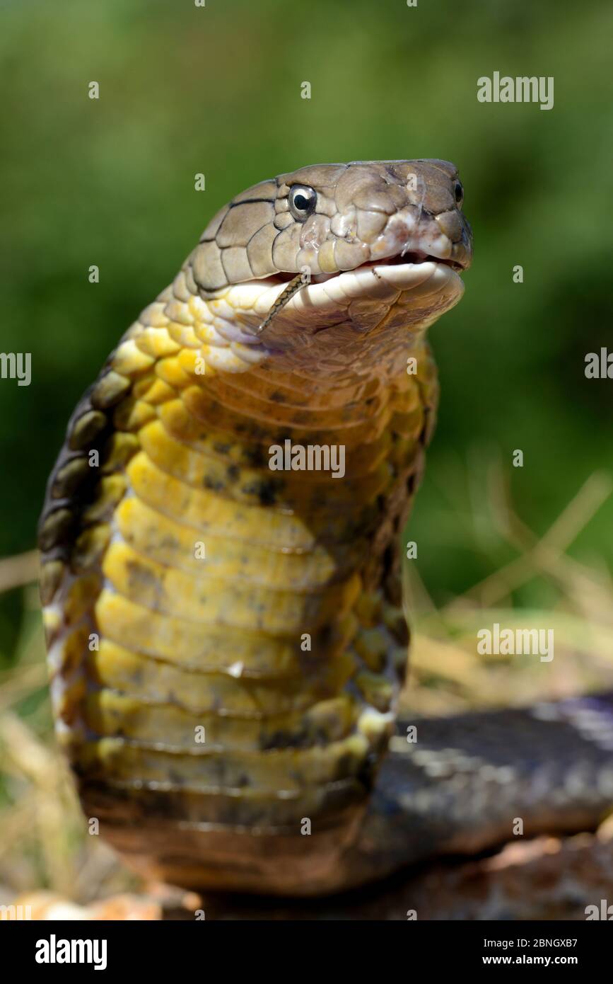 King cobra (Ophiophagus hannah) portrait, Thailand Stock Photo