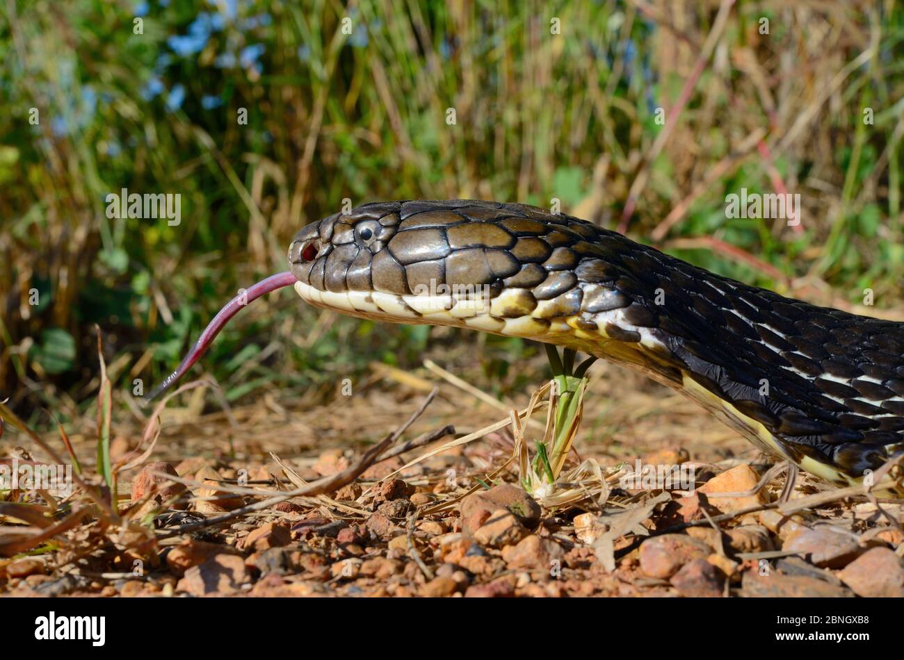 King cobra (Ophiophagus hannah) Thailand Stock Photo