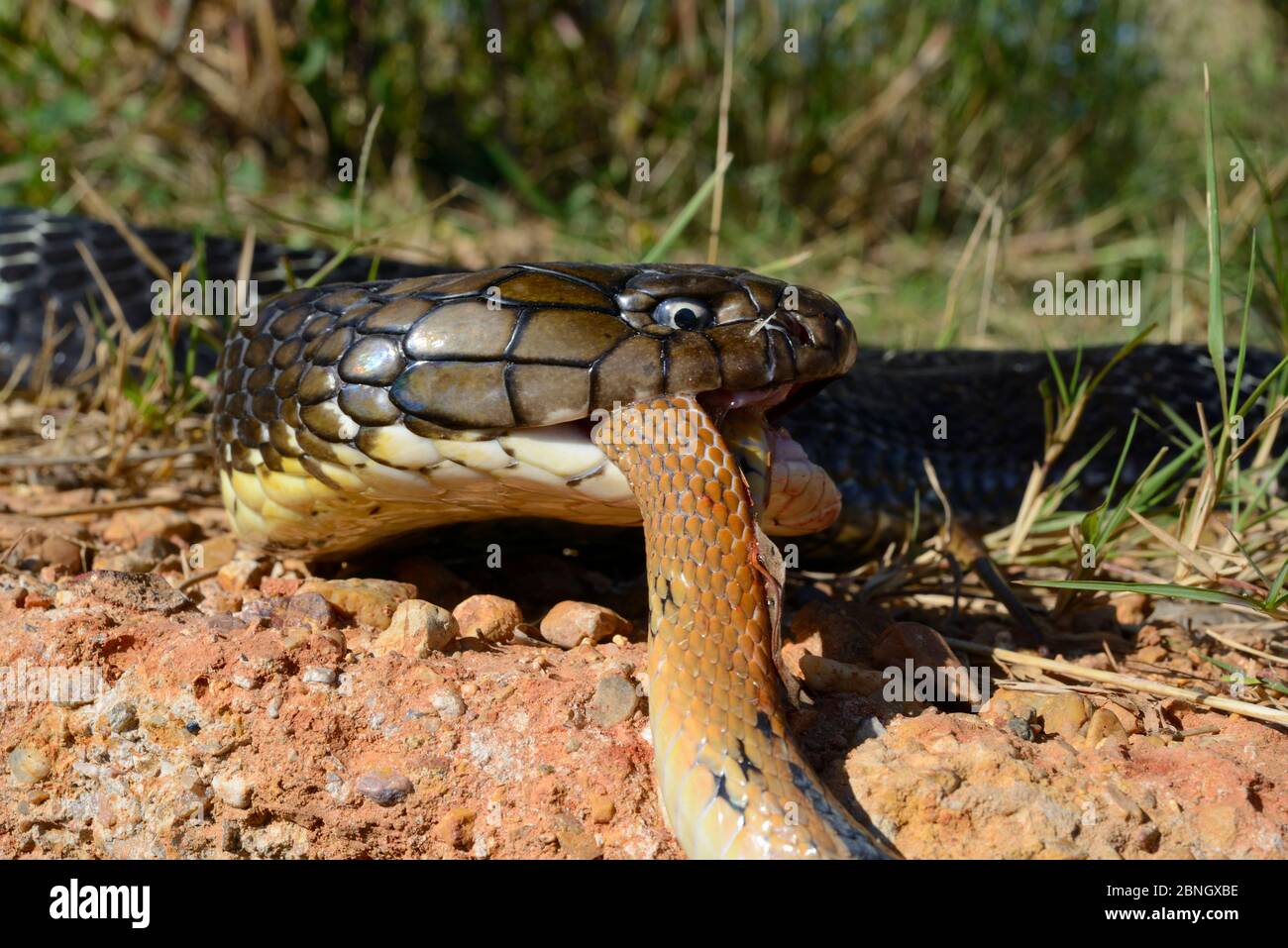 King cobra (Ophiophagus hannah) eating another snake, Thailand. Stock Photo