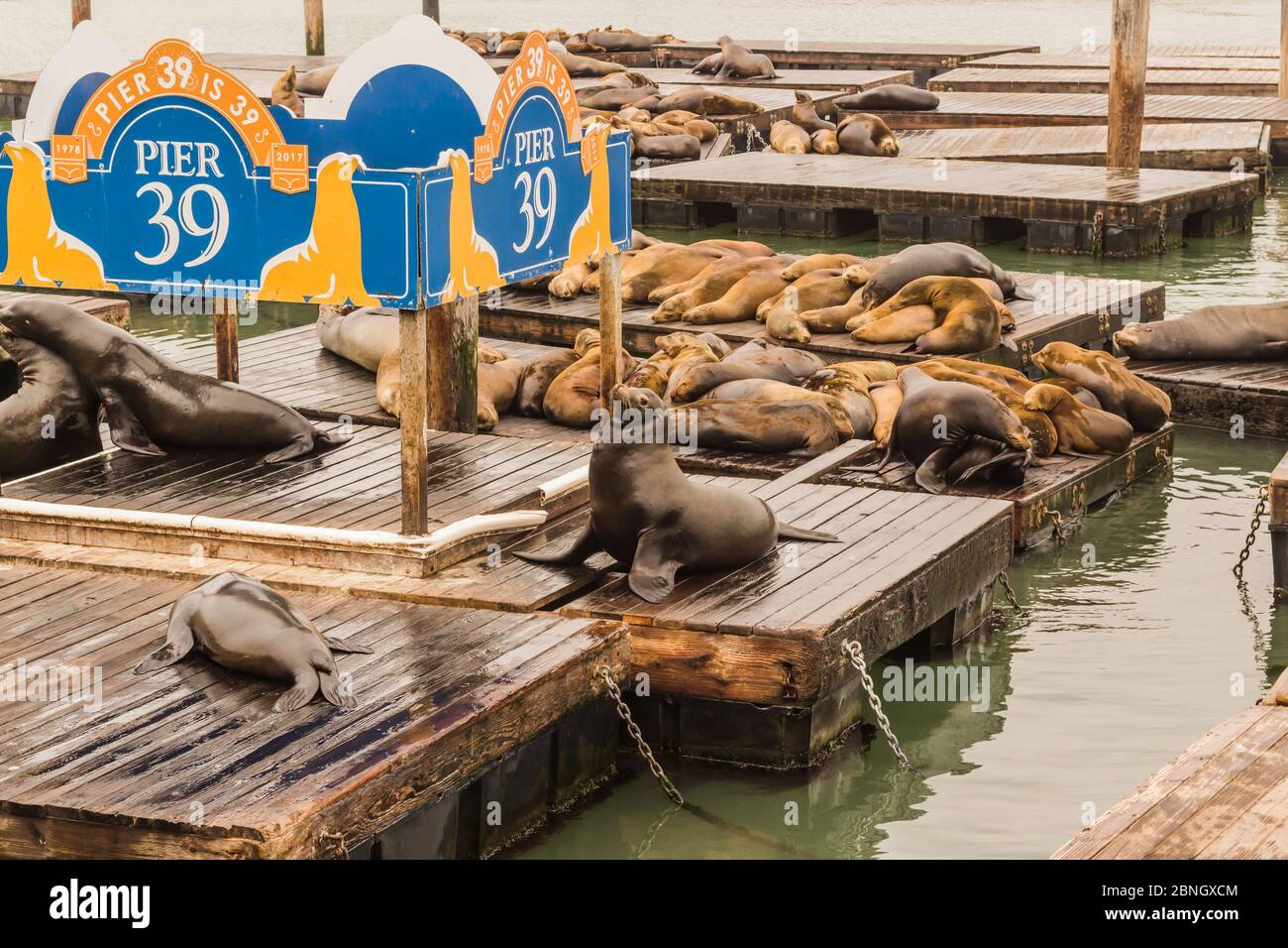 sea lions at Pier 39 in San Francisco Stock Photo