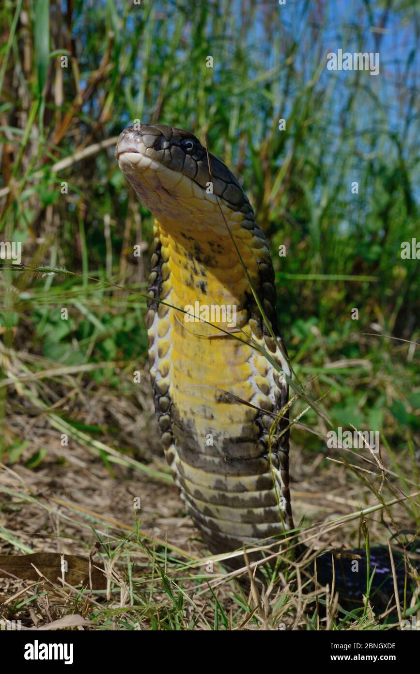 King cobra (Ophiophagus hannah) Thailand. Stock Photo