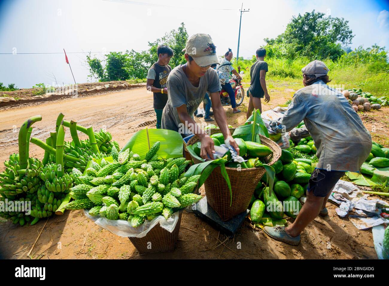 Bangladesh – October 12, 2019: The hill tribal laborers are storing fresh vegetables from the fields and packaging them to send to the market at Banda Stock Photo