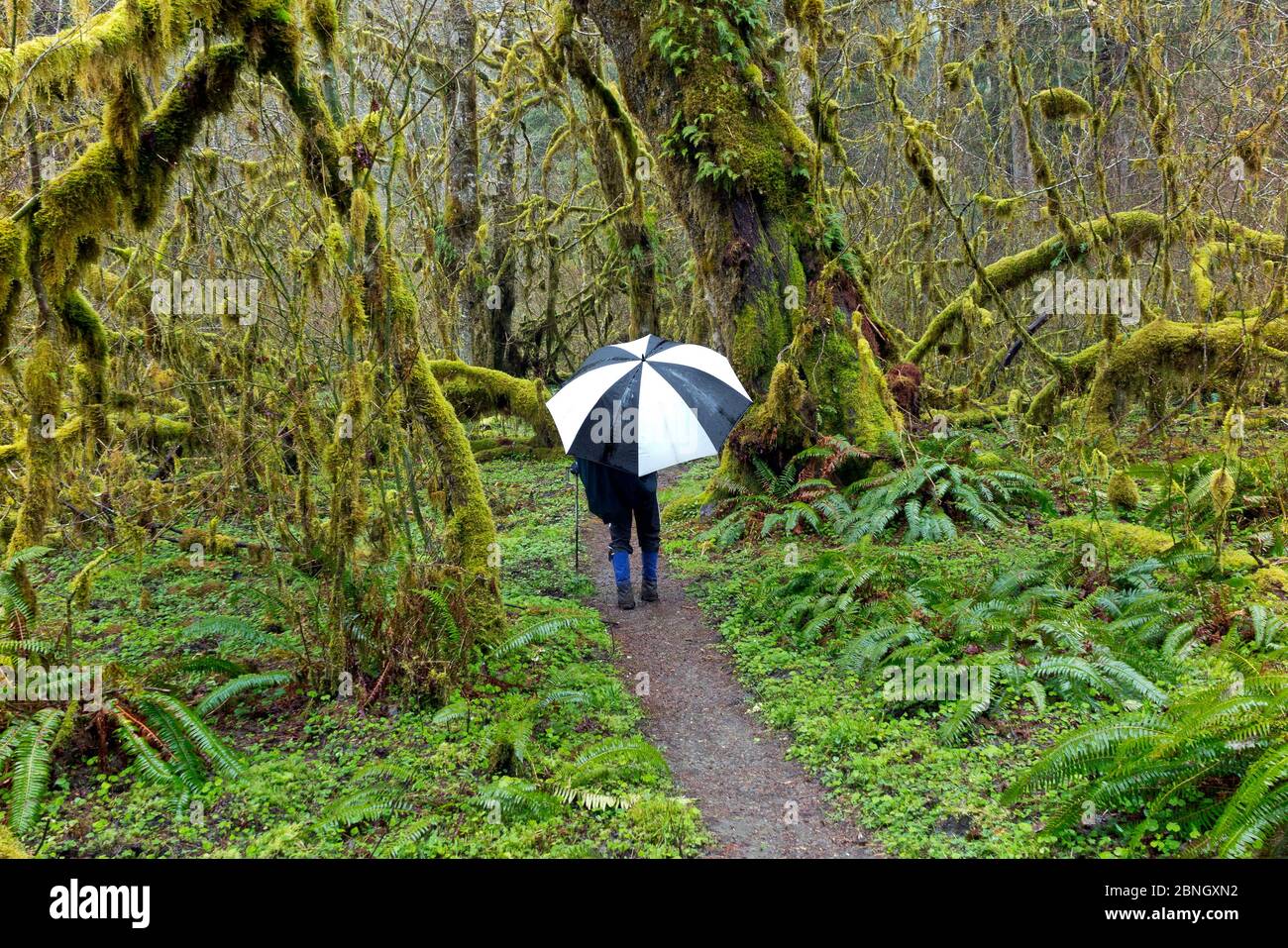 Person with umbrella hiking along the Hoh River Trail in Olympic National Park, Washington, USA, March 2015. Model released. Stock Photo