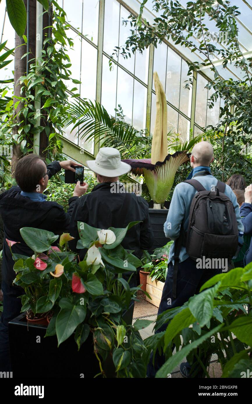 Visitors to Kew Gardens looking at Titan arum (Amorphophallus titanum), in flower, cultivated specimen in botanic garden, native to Sumatra. Kew Garde Stock Photo