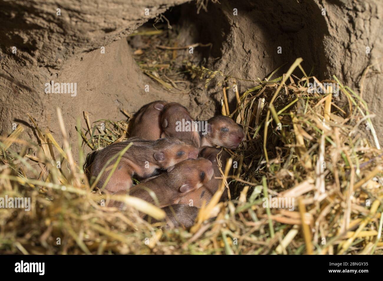 European hamster (Cricetus cricetus) pups age seven days, captive. Stock Photo