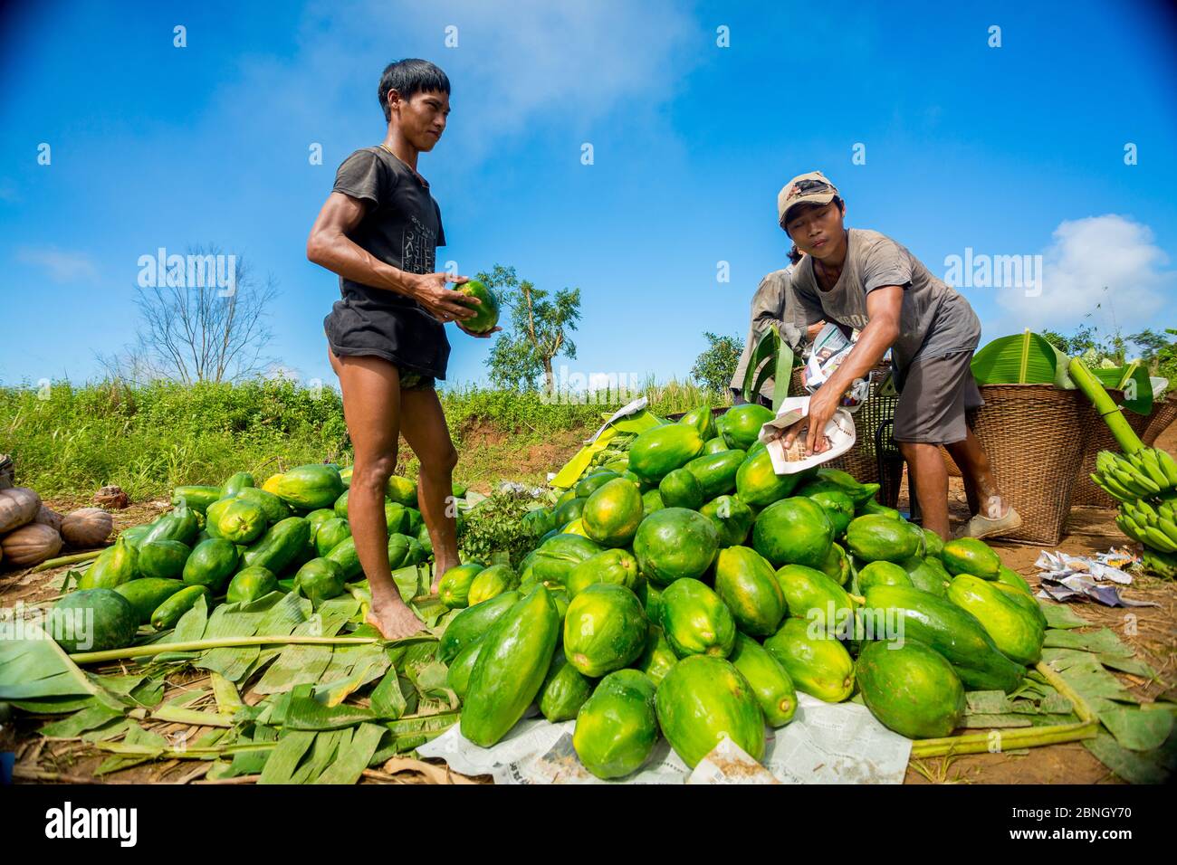 Bangladesh – October 12, 2019: The hill tribal laborers are storing fresh vegetables from the fields and packaging them to send to the market at Banda Stock Photo