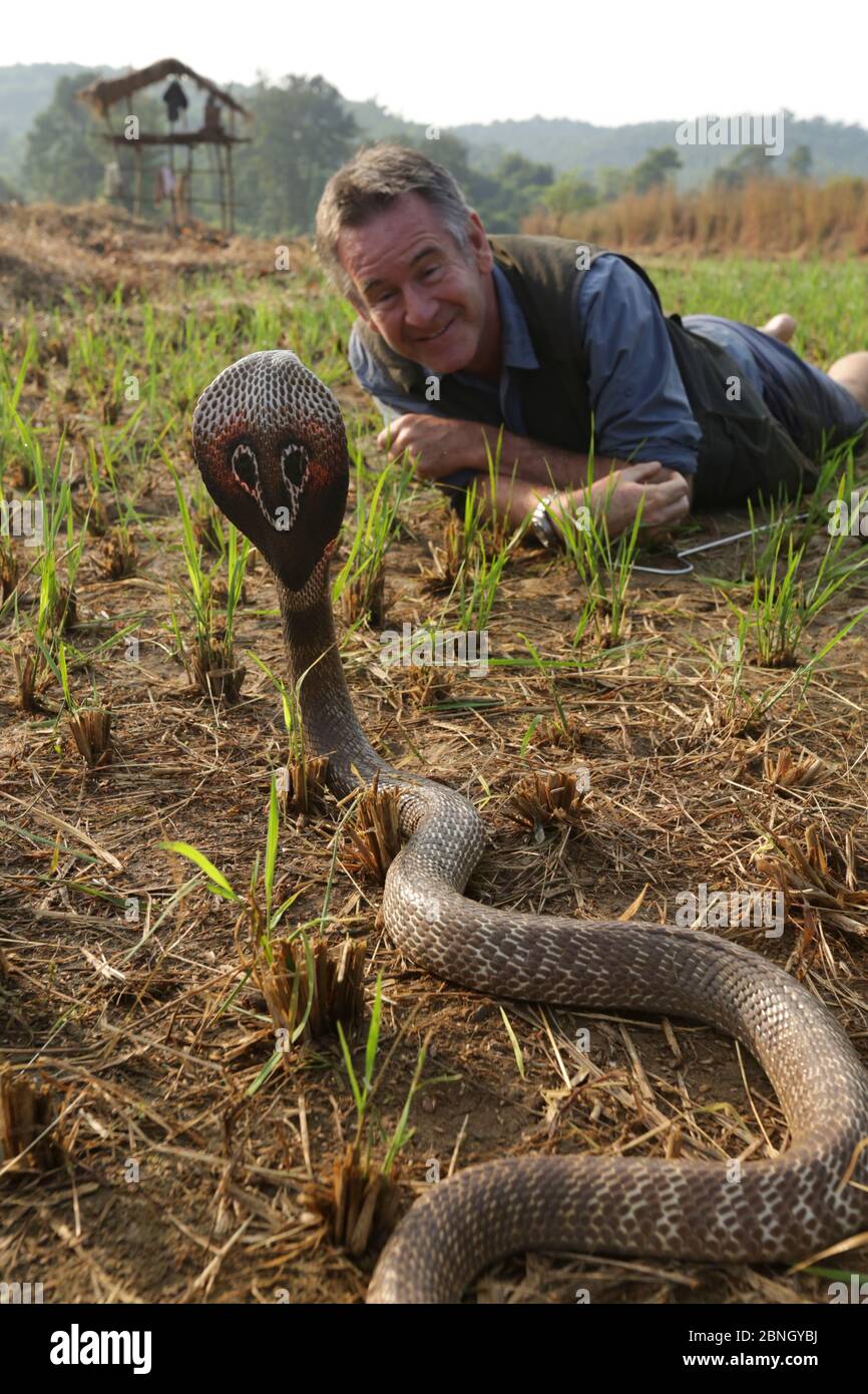 Presenter Nigel Marven with Spectacled cobra (Naja naja) in a paddy field, India. November 2015 Stock Photo