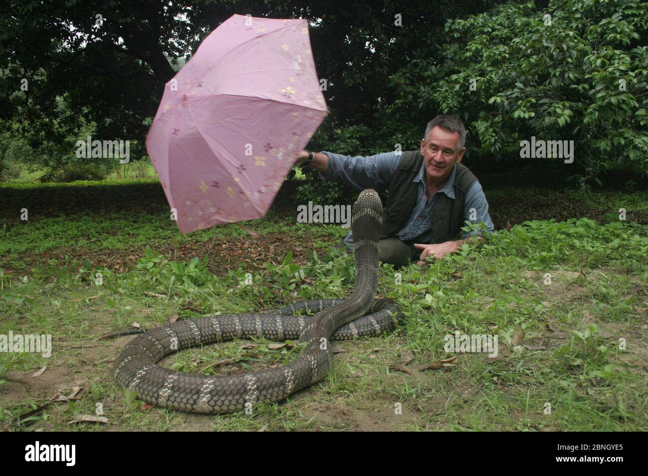 Presenter Nigel Marven distracting  King cobra (Ophiophagus hannah) with pink umbrella, China, May 2013. Stock Photo