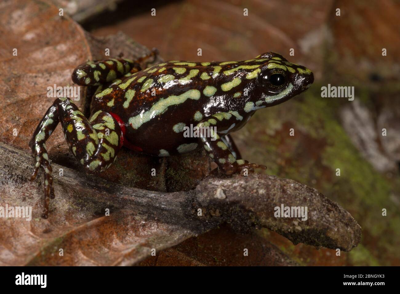 Phantasmal poison arrow frog (Epipedobates tricolor) captive, endemic to Ecuador. Stock Photo