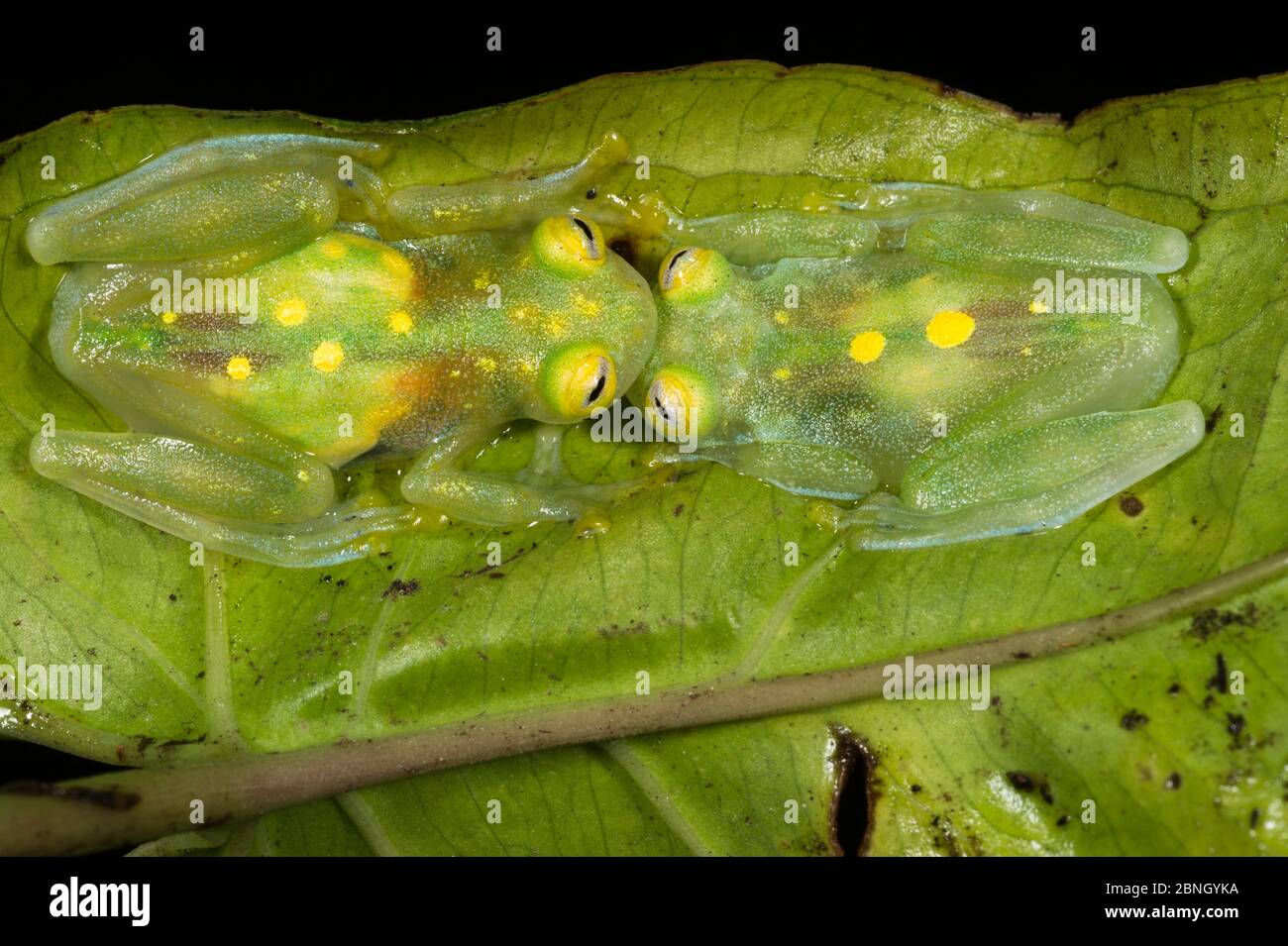 Glass frogs (Hyalinobatrachium aureoguttatum) two on leaf, captive