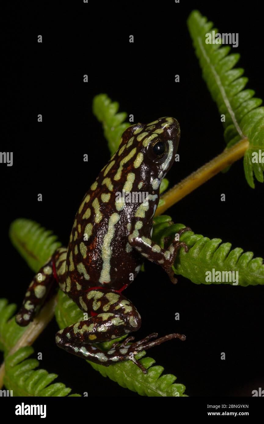Phantasmal poison arrow frog (Epipedobates tricolor) captive, endemic to Ecuador. Stock Photo