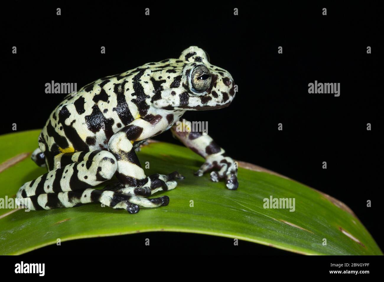 Tiger tree frog (Hyloscirtus tigrinus) captive, endemic to Ecuador ...