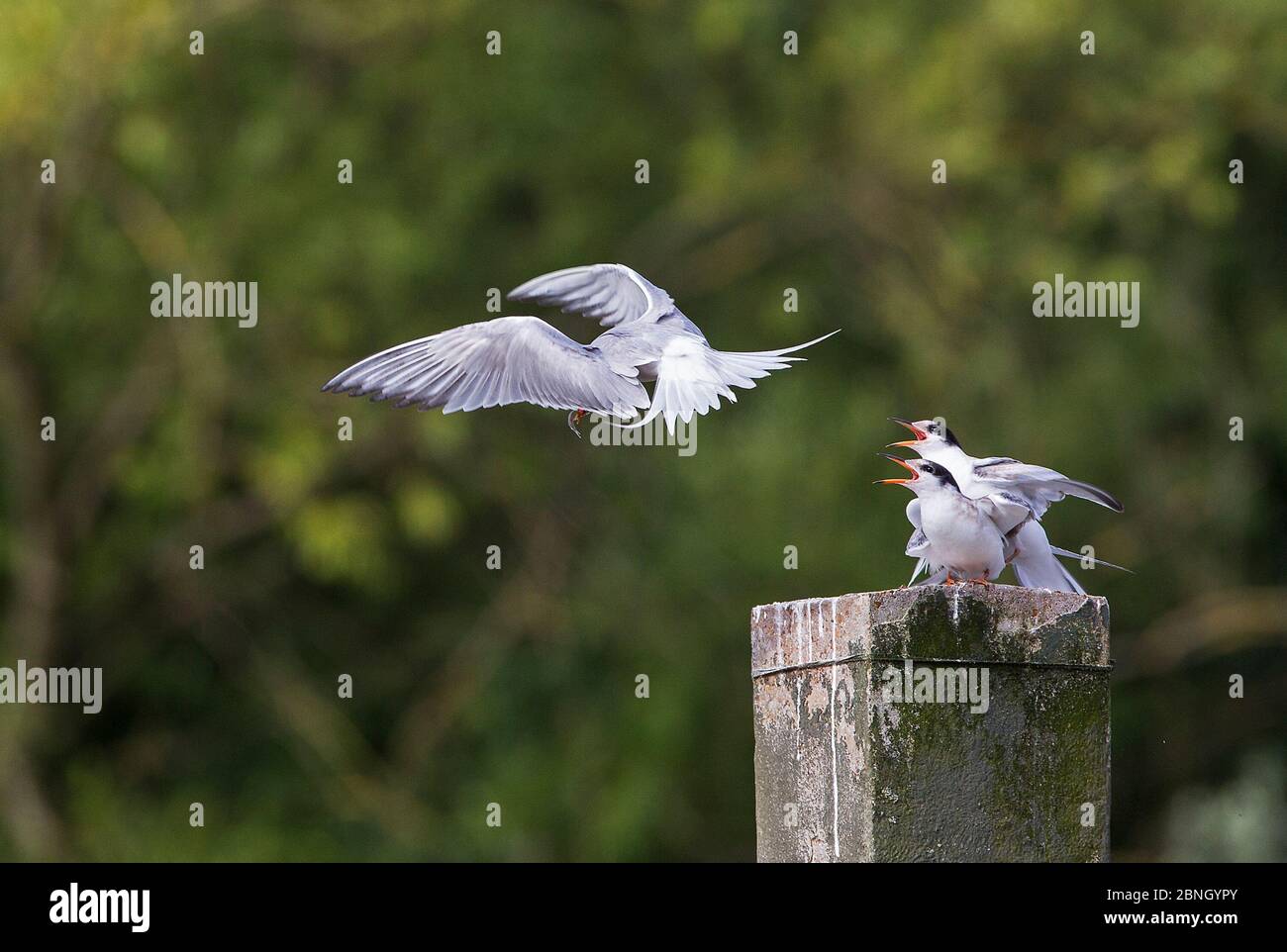 Common tern (Sterna hirundo) pair mating, aggressively calling at another bird, Hampstead Heath, London, England, UK. August. Stock Photo