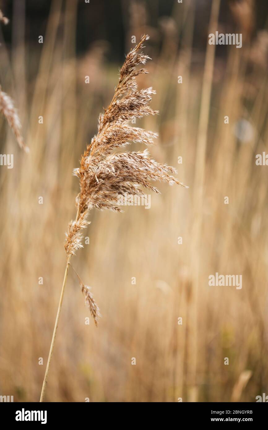 Phragmites reeds (Phragmites australis) seedhead, Hampstead Heath, London, England, UK. March. Stock Photo