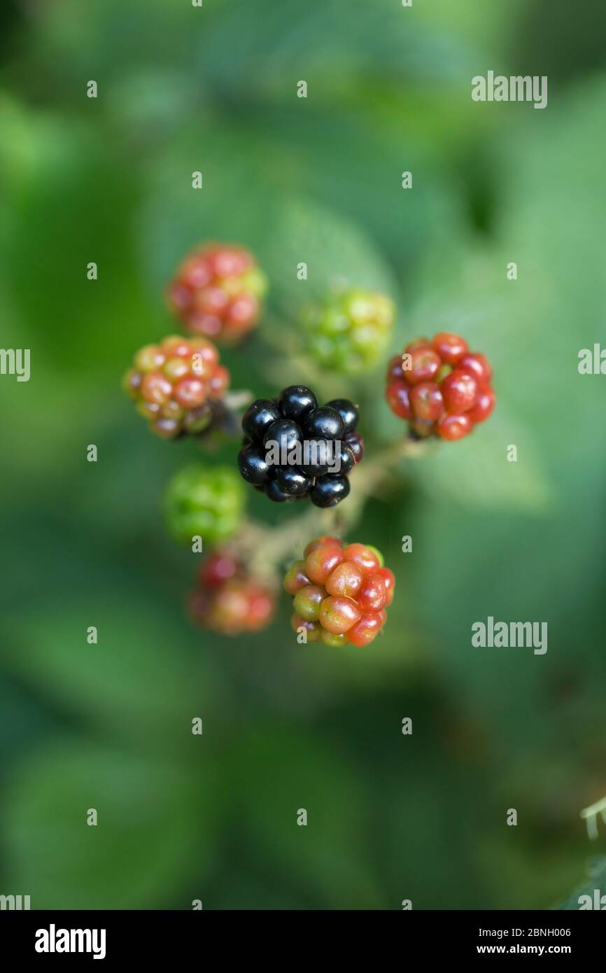 Blackberry fruit (Rubus fruticosus) Hampstead Heath, London, England, UK. August. Stock Photo