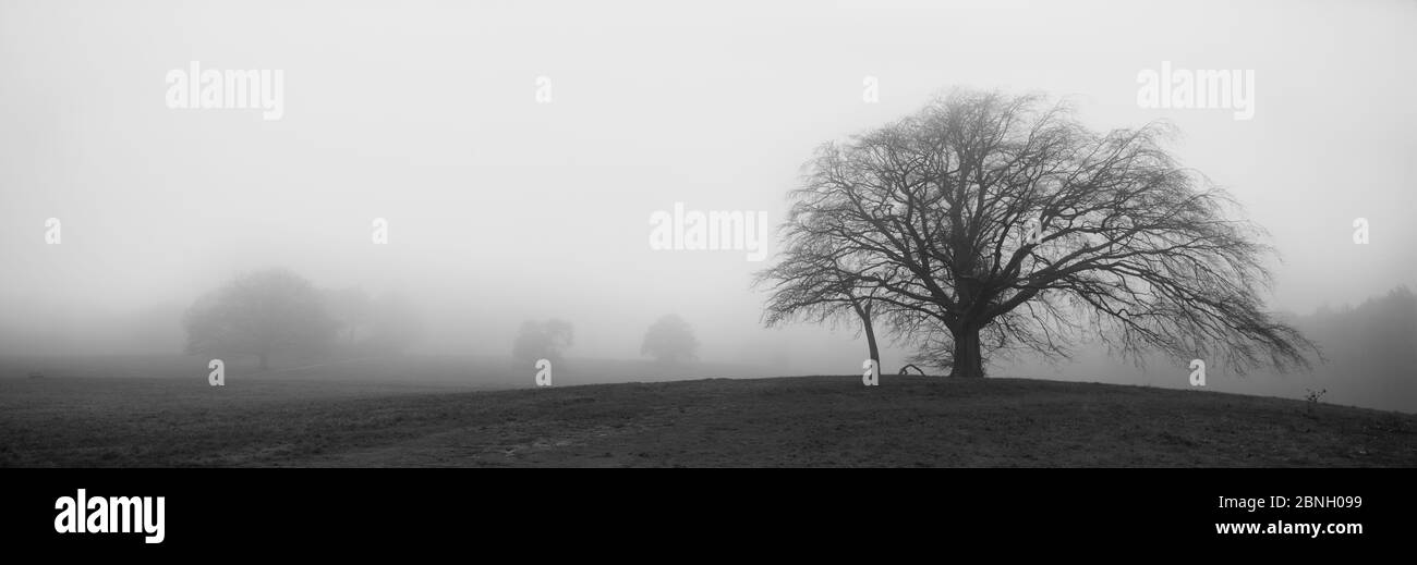 Copper beech (Fagus sylvatica purpurea) in misty field. Hampstead Heath, London, England, UK. Stock Photo