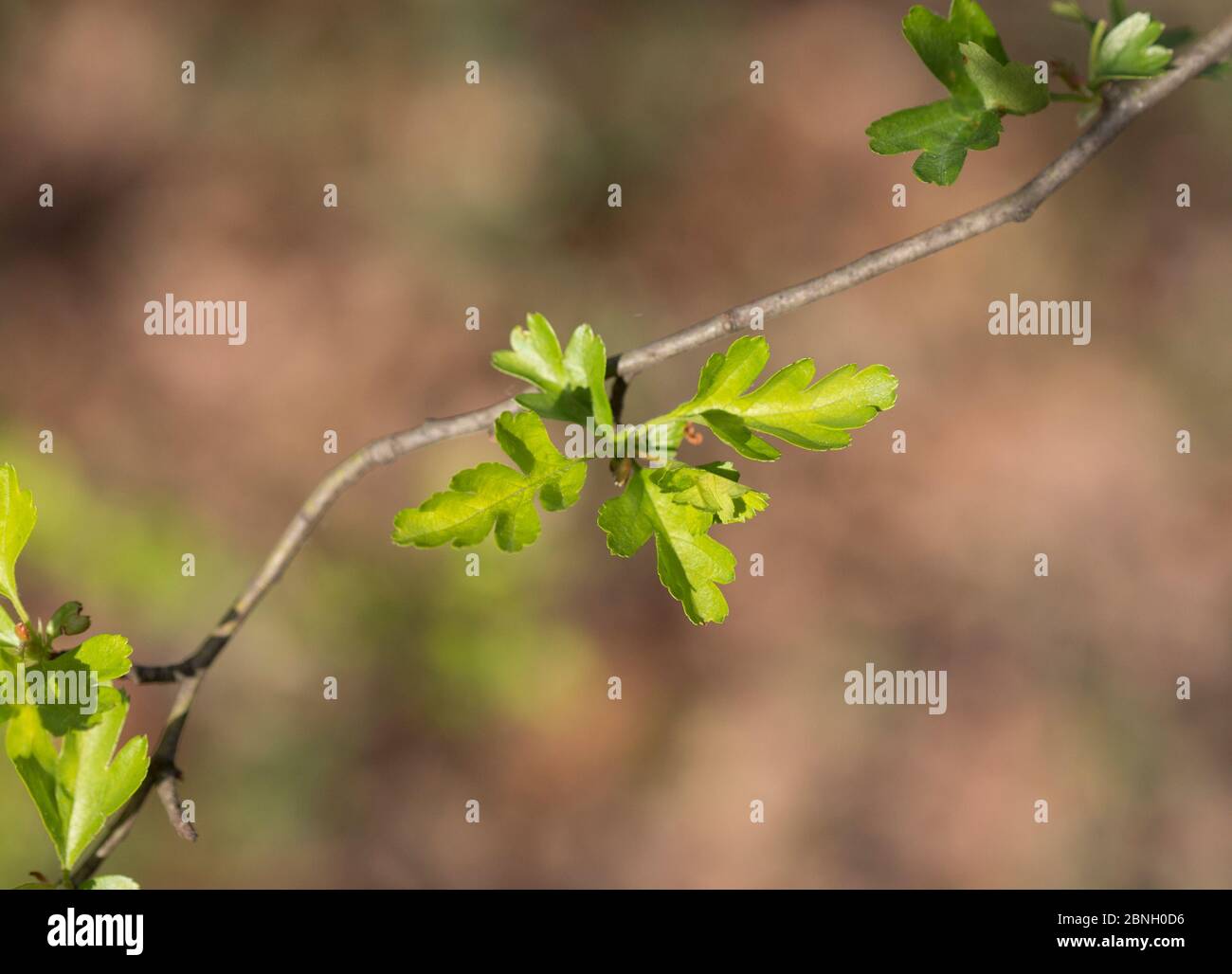 pic Hawthorn Tree Brown Leaves alamy