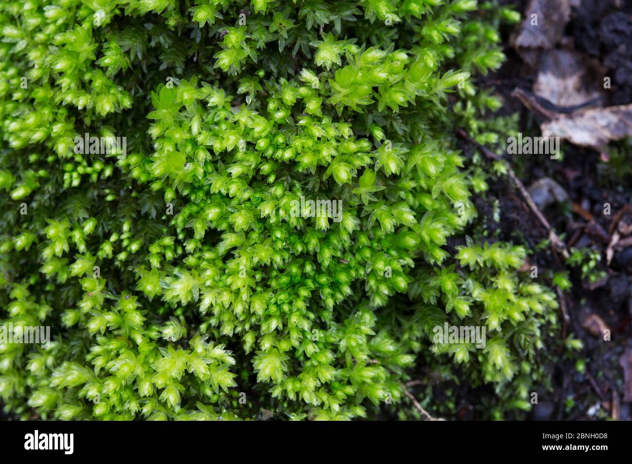 Swan's neck thyme moss (Mnium hornum) Hampstead Heath, London, England, UK. March. Stock Photo