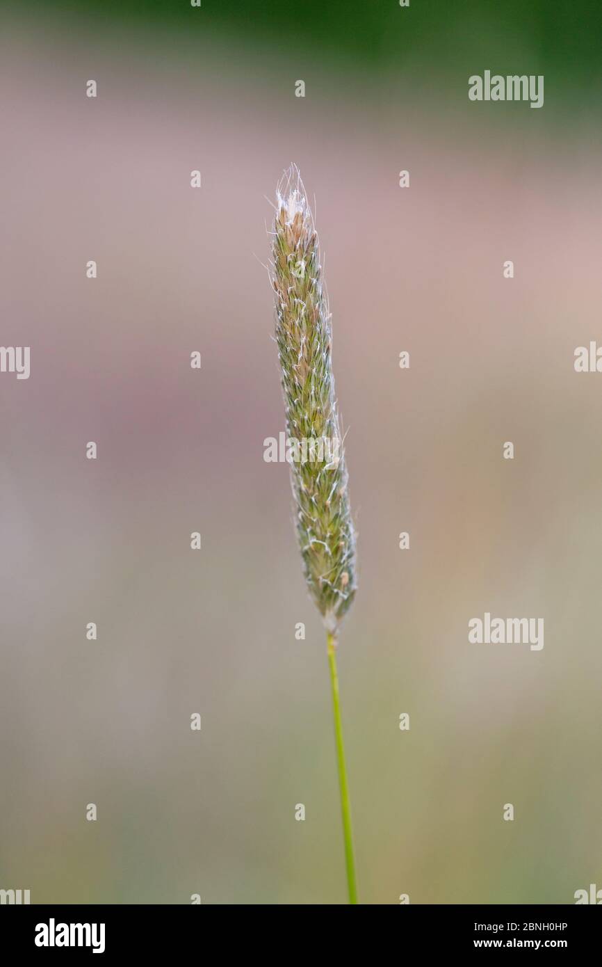 Meadow foxtail / Foxtail grass (Alopecurus pratensis) Hampstead Heath, London, England, UK. June. Stock Photo