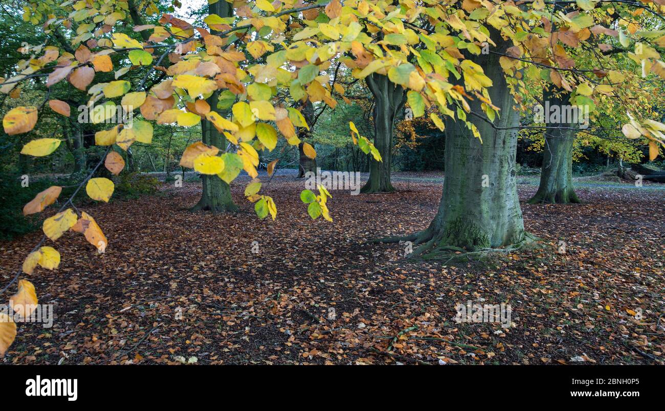 Beech tree (Fagus sylvatica) in autumn, Hampstead Heath, England, UK. November. Stock Photo
