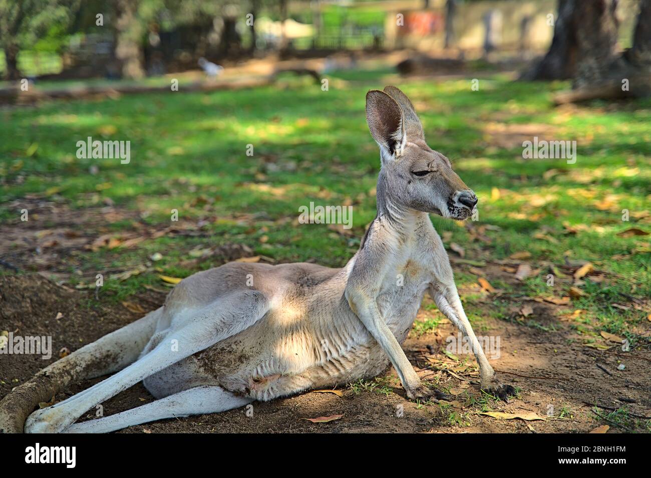 West Australian giant kangaroo lying on the ground Stock Photo