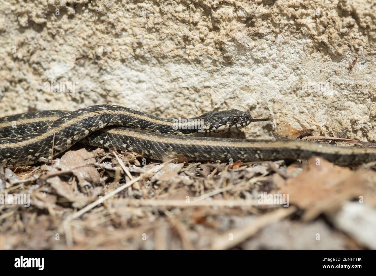 Viperine snake (Natrix maura bilineata)  Camargue, France, April. Stock Photo