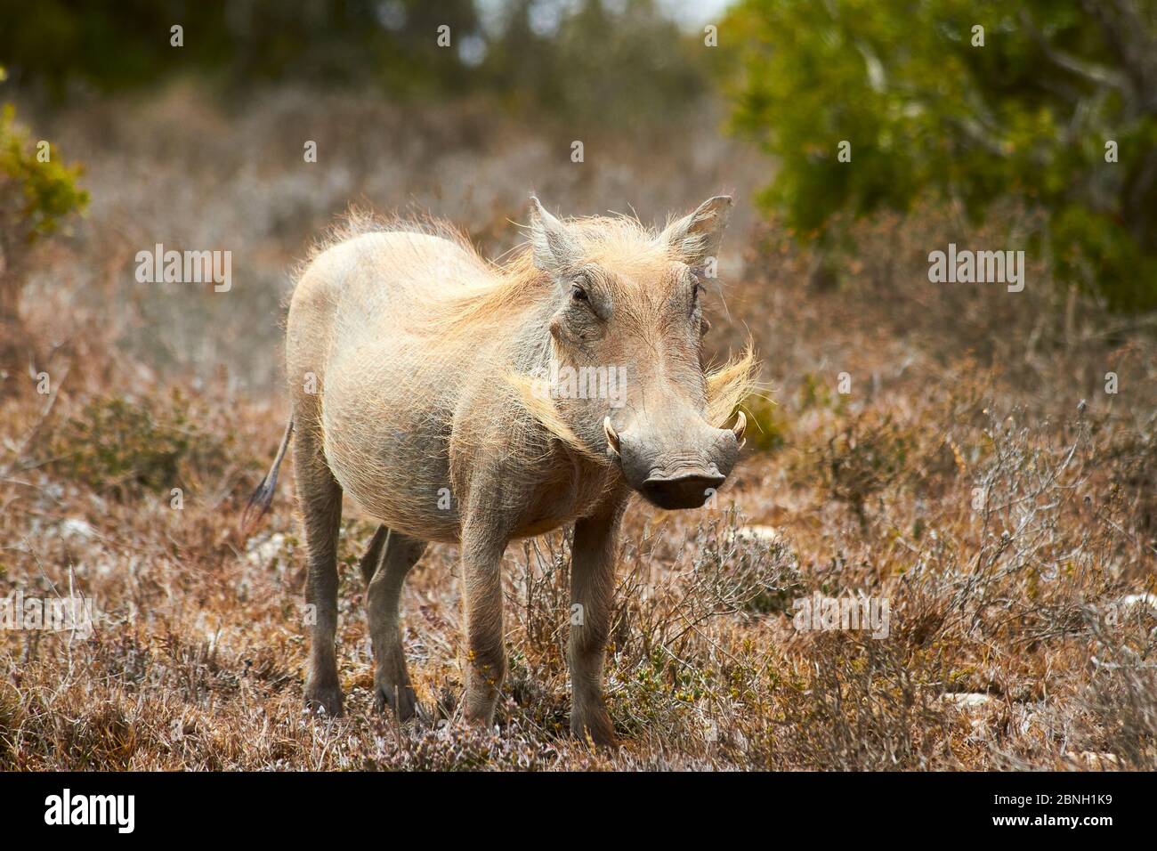 Warthog in Addo Elephant Park in South Africa. Stock Photo