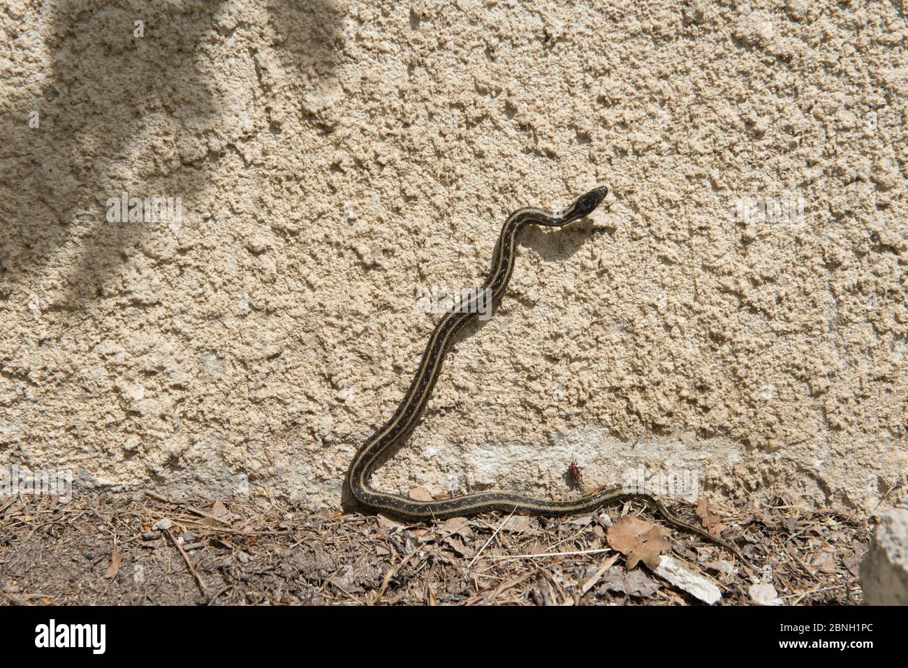 Viperine snake (Natrix maura bilineata)  Camargue, France, April. Stock Photo