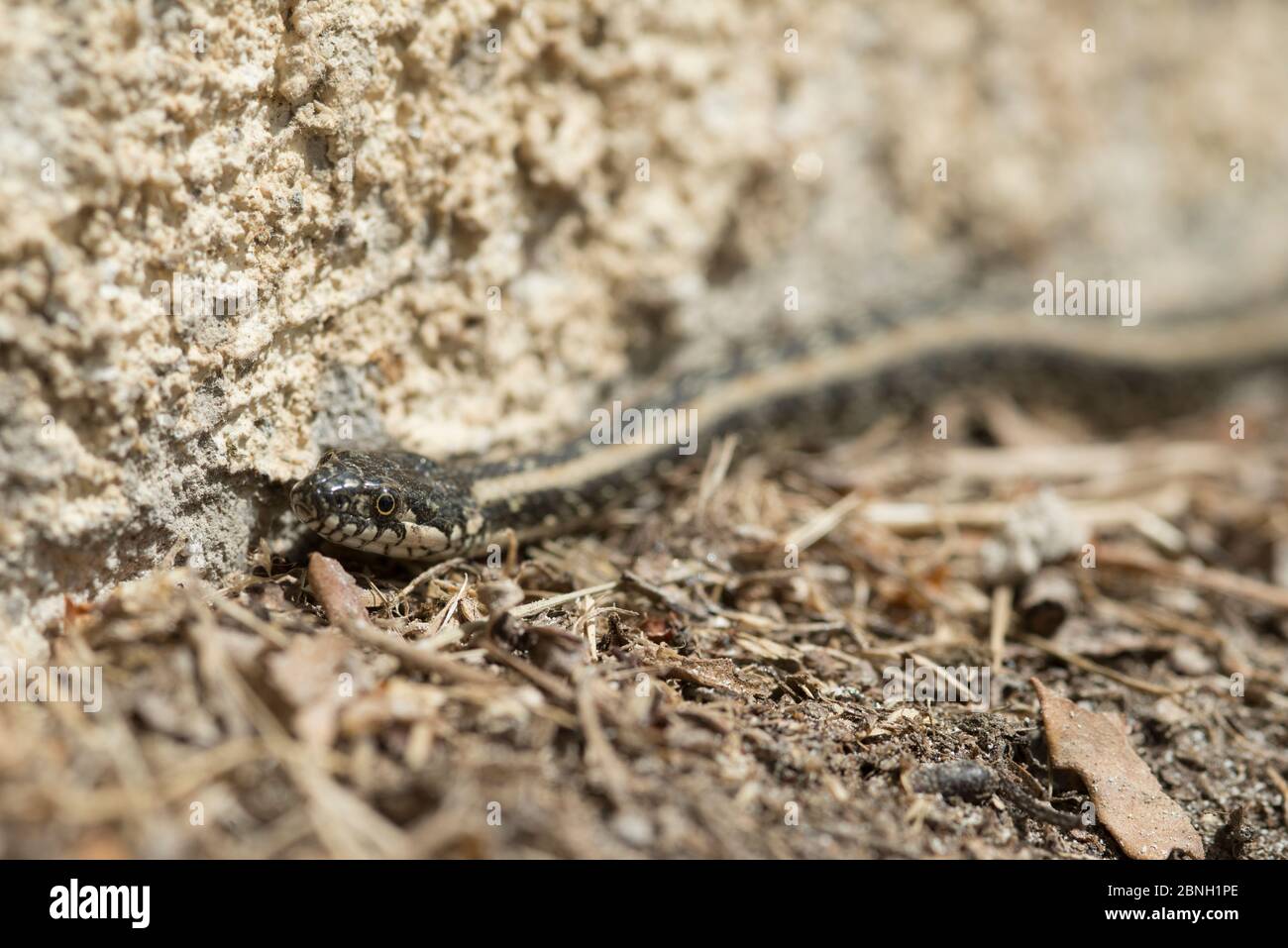 Viperine snake (Natrix maura bilineata)  Camargue, France, April. Stock Photo