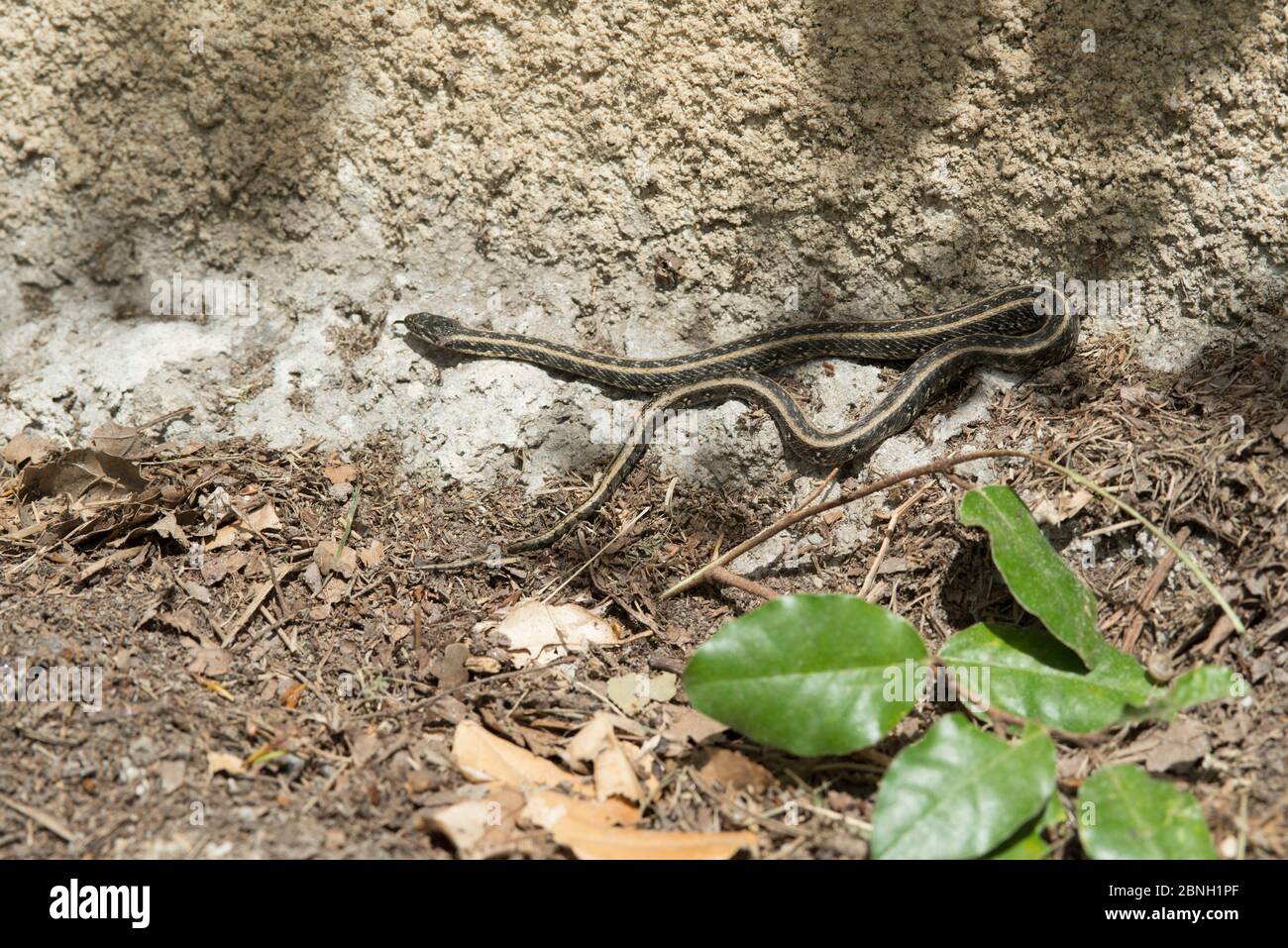 Viperine snake (Natrix maura bilineata)  Camargue, France, April. Stock Photo