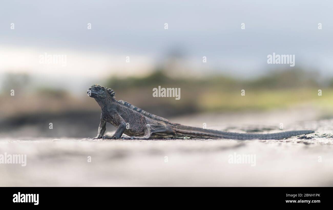 Very underweight Marine iguana (Amblyrhynchus cristatus) on the coastal rocks on Santiago Island, Galapagos, April 2016. Much of the algae which these Stock Photo