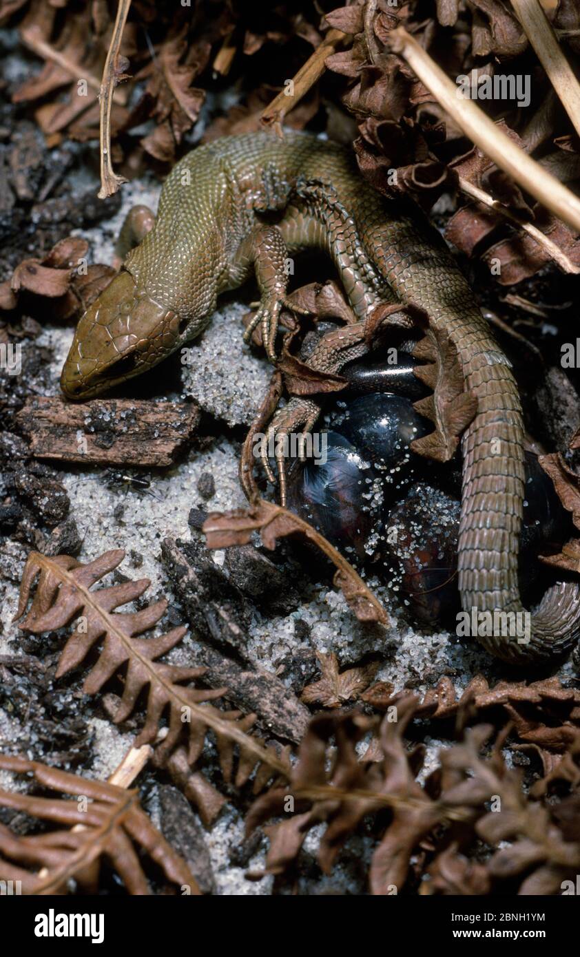 Common Lizard (Zootoca vivipara), giving birth to young in thin egg membranes, Derbyshire, England, UK. This species can both lay eggs and also give b Stock Photo