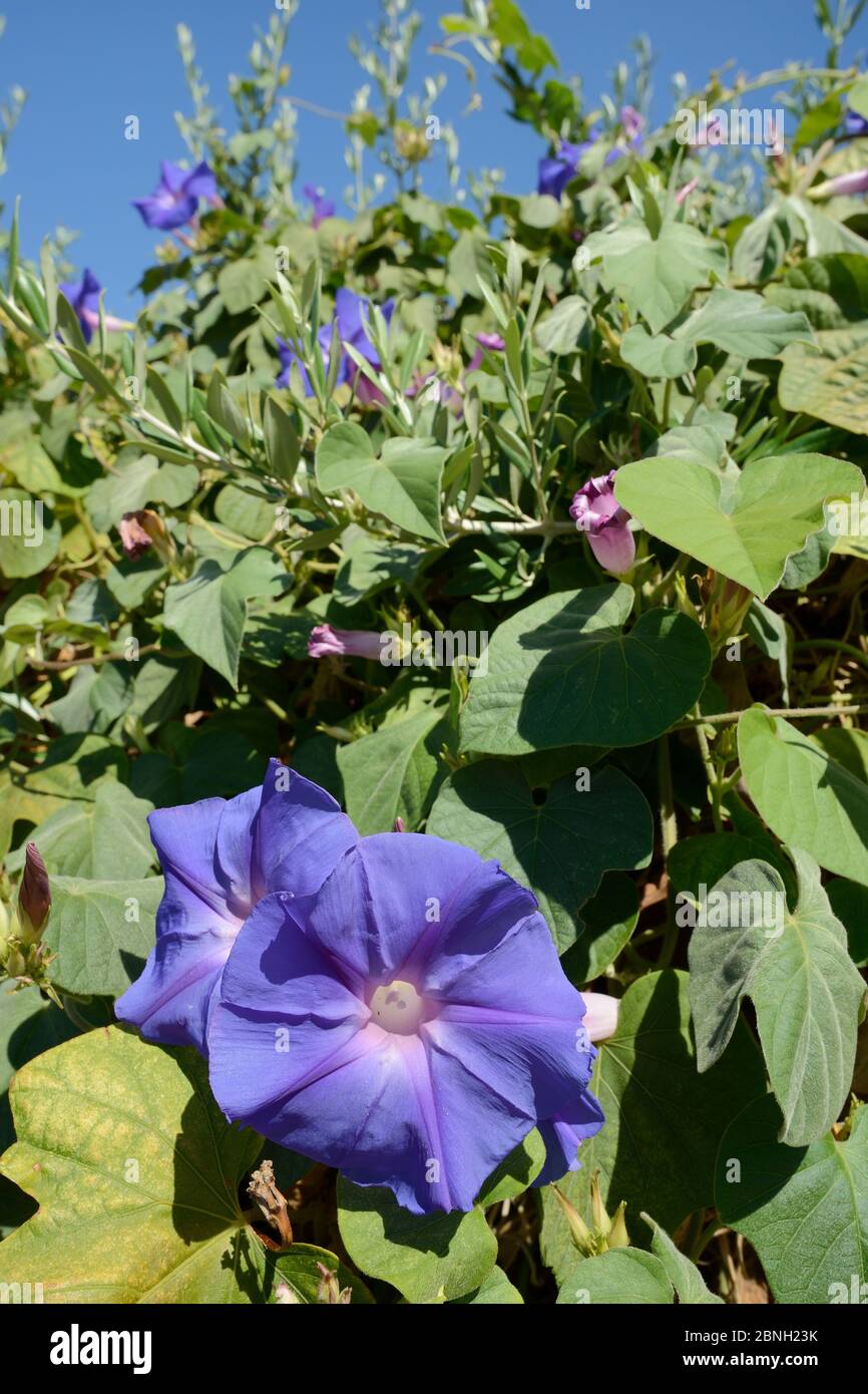 Blue morning glory (Ipomoea indica) flowers, an Asian species invasive in Portugal, Monchique mountains, Algarve, Portugal, August 2013. Stock Photo
