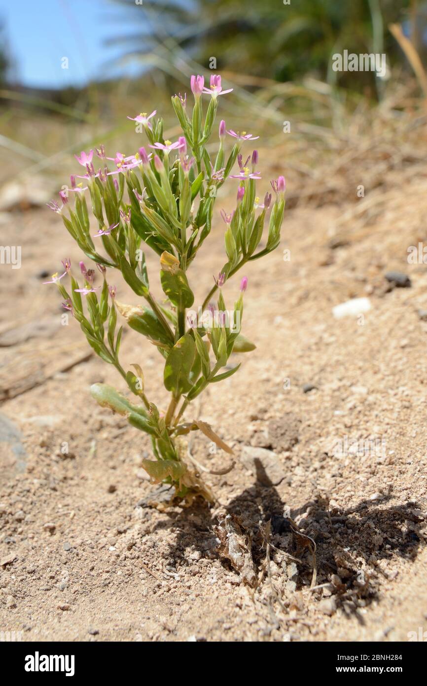 Common centaury (Centaurium erythraea) flowering in sandy scrubland near the coast, Lasithi, Crete, Greece, May 2013. Stock Photo