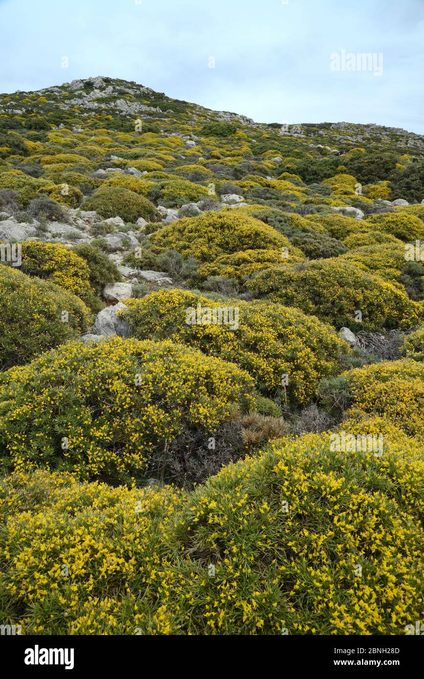 Montane phrygana / garrigue scrubland dominated by clumps of low growing Broom (Genista acanthoclada) in full flower, Ziros, Lasithi, Crete, Greece, M Stock Photo