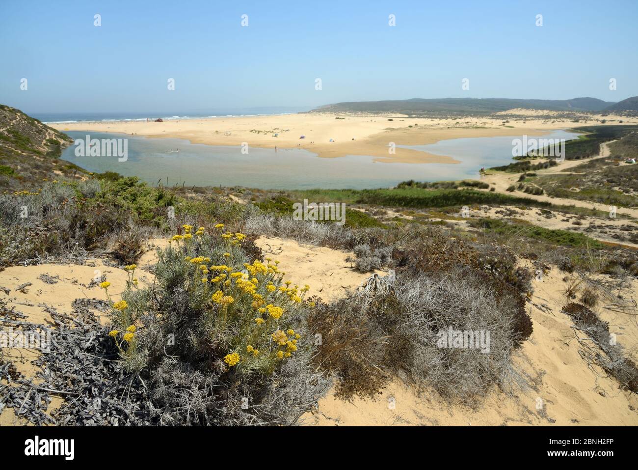 Curry plant (Helichrysum italicum picardii) clump flowering on sand dunes overlooking Praia do Bordeira beach, Southeastern Alentejo and Costa Vicenti Stock Photo