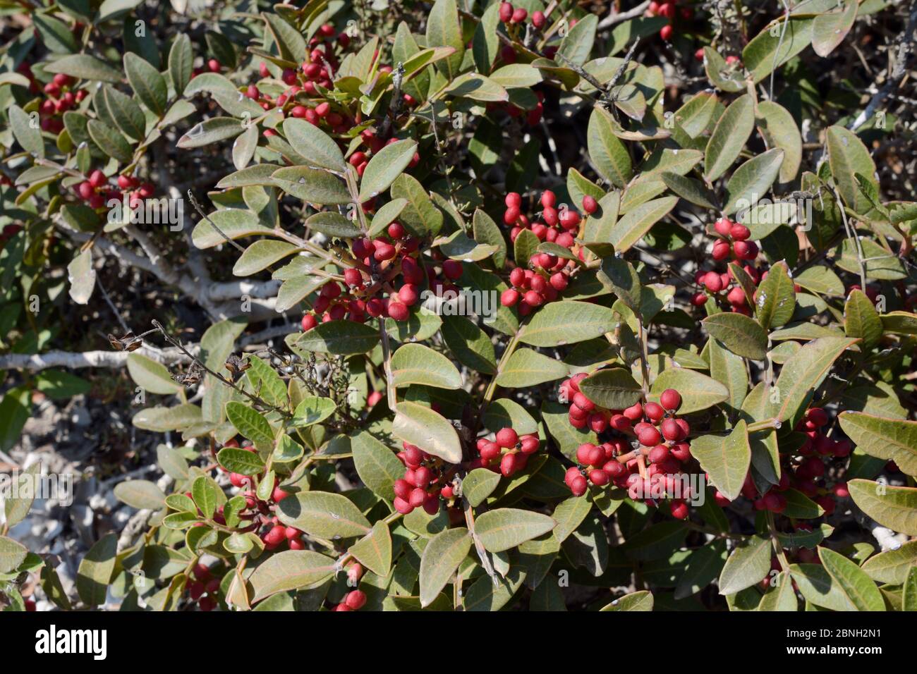 Mastic tree / Lentisc (Pistacia lentiscus), the source of gum mastic resin, with fruits ripening on a branch, Kos, Greece, August 2013. Stock Photo