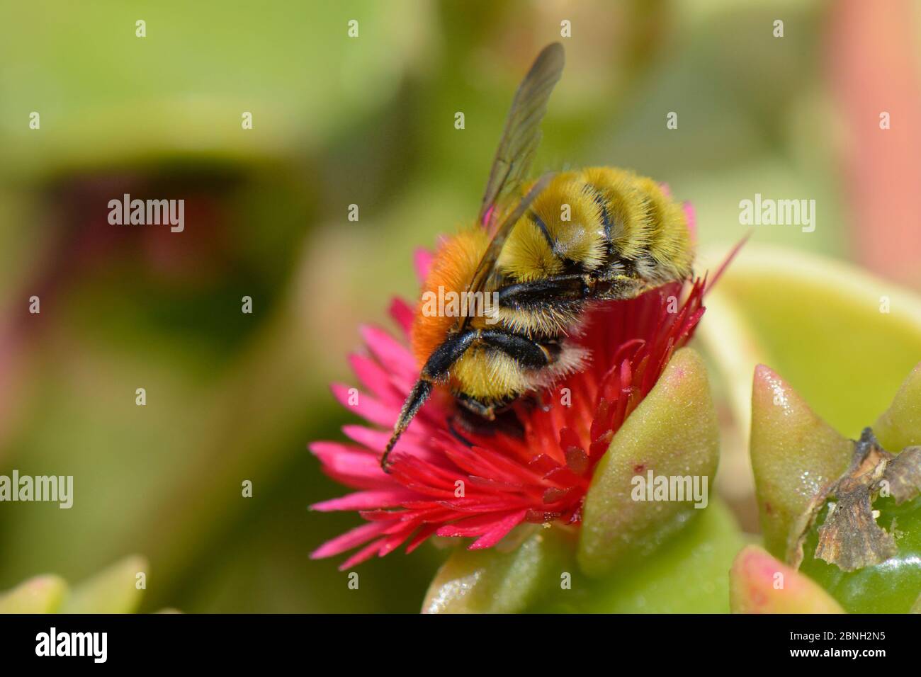 Moss carder bumblebee (Bombus muscorum) visiting Red apple Ice plant