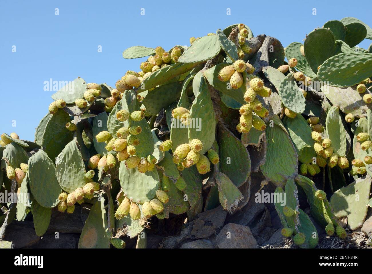 Prickly pear cactus / Barbary fig (Opuntia ficus-indica) with ripening fruits, Patmos, Dodecanese, Greece, August 2013. Stock Photo