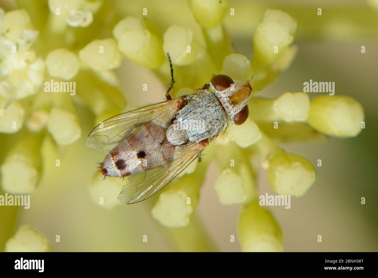 Satellite fly (Craticulina sp.), a kleptoparasite of sand wasps, feeding on Rock samphire flowers (Crithmum maritimum) on a sandy beach close to sever Stock Photo