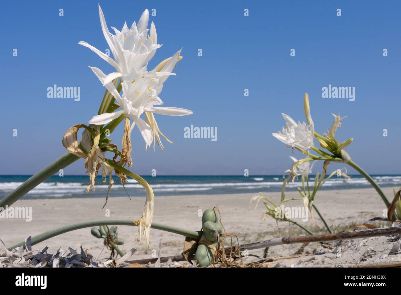 Sea daffodil / Sea lily (Pancratium maritimum) flowers and seed pods on sand dunes, Kos, Dodecanese islands, Greece, August 2013. Stock Photo
