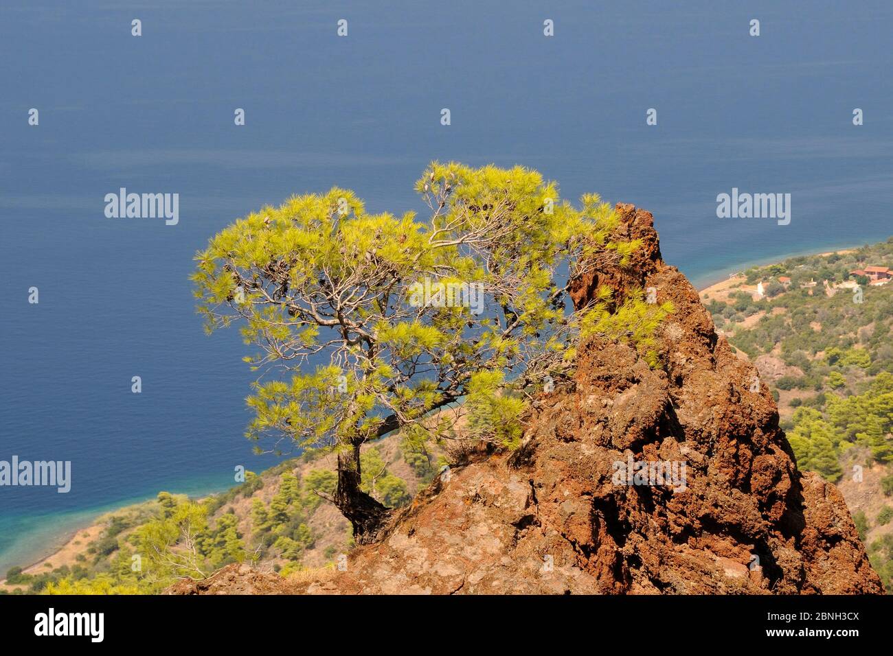 Turkish pine tree (Pinus brutia) growing from the long dormant Methana Volcano, Attica, Peloponnese, Greece, August 2013. Stock Photo