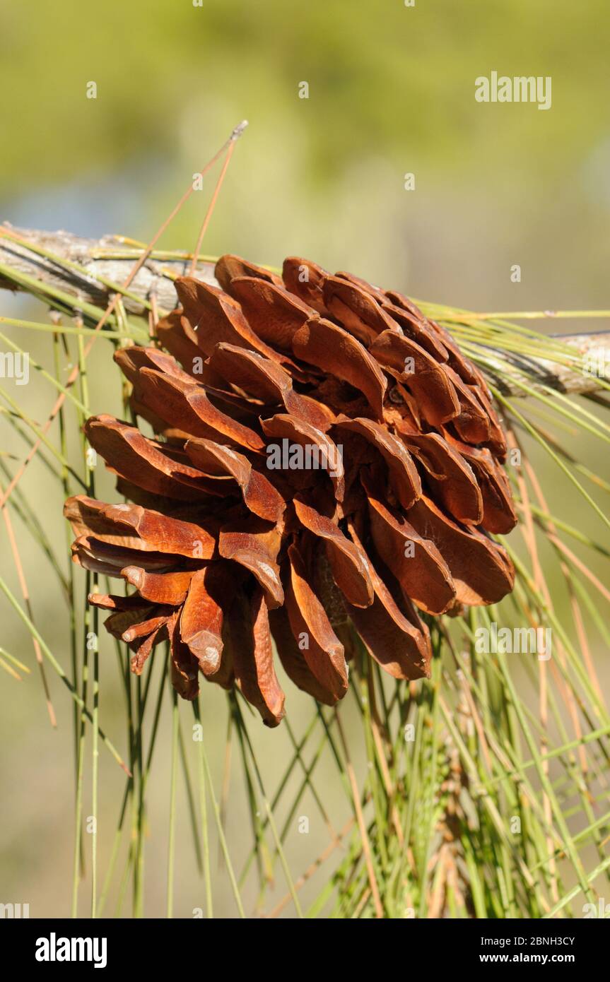 Mature, open cone of Turkish pine (Pinus brutia), Kilada, Argolis, Peloponnese, Greece, August 2013. Stock Photo