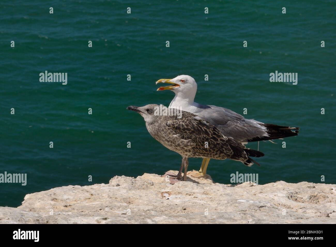 Yellow-legged gull (Larus michahellis), calling as it stands on cliff edge next to its full-grown chick, Praia da Marinha, Algarve, Portugal, July 201 Stock Photo