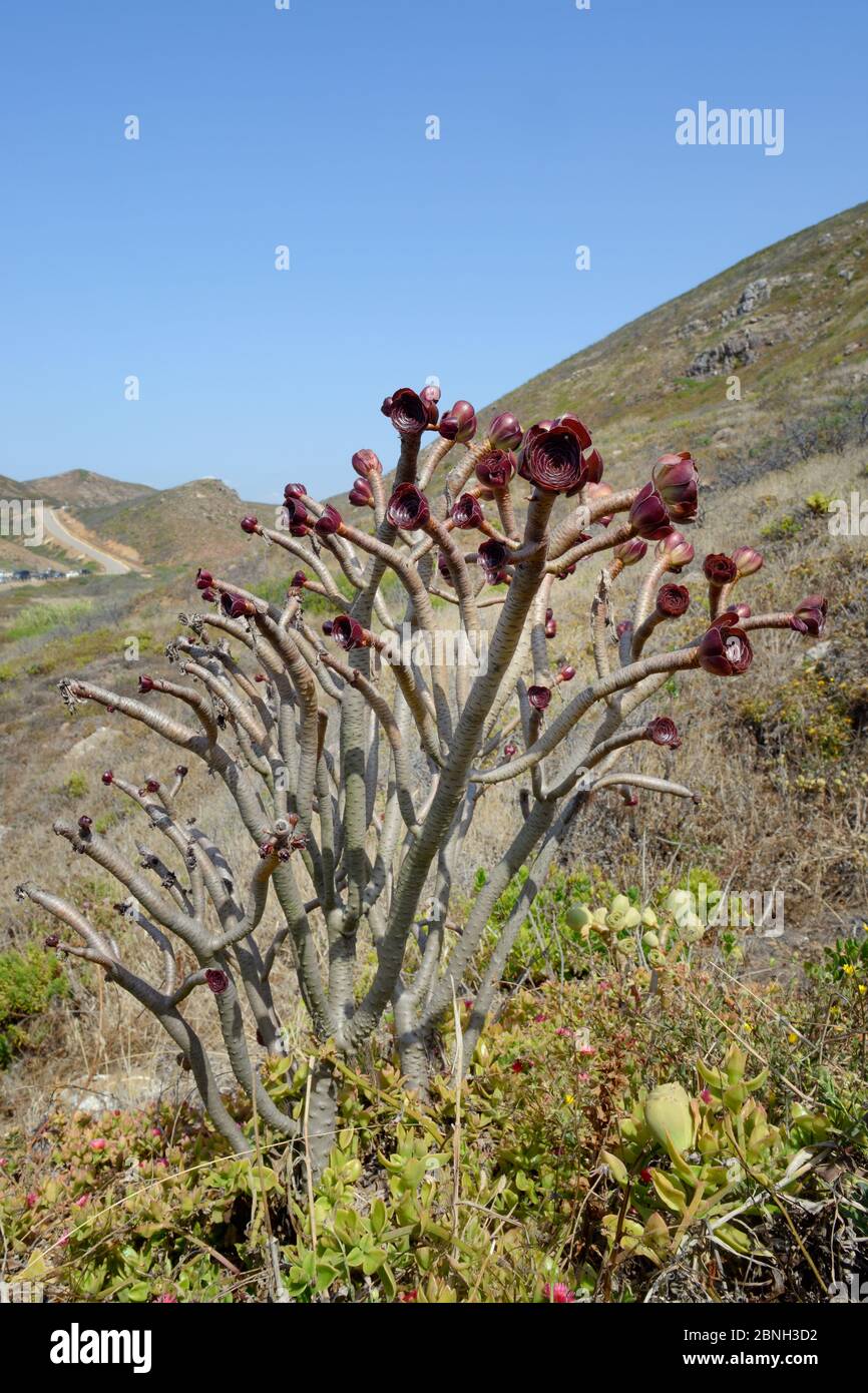 Tree Aeonium / Tree houseleek (Aeonium arboreum atropurpureum), an introdcued species from the Canaries growing on a coastal headland, Algarve, Portug Stock Photo