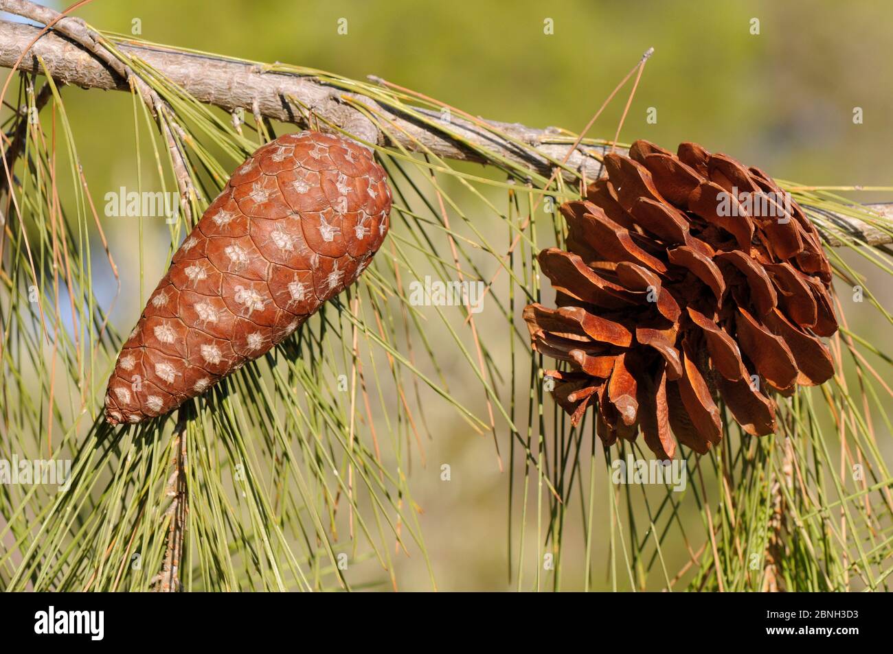Developing and mature open cone of Turkish pine (Pinus brutia), Kilada, Argolis, Peloponnese, Greece, August 2013. Stock Photo